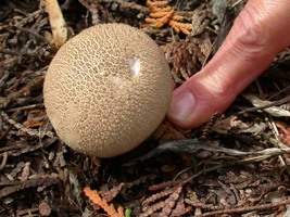 Lycoperdon marginatum, Fresh fruiting body with a finger to show size and habitat.